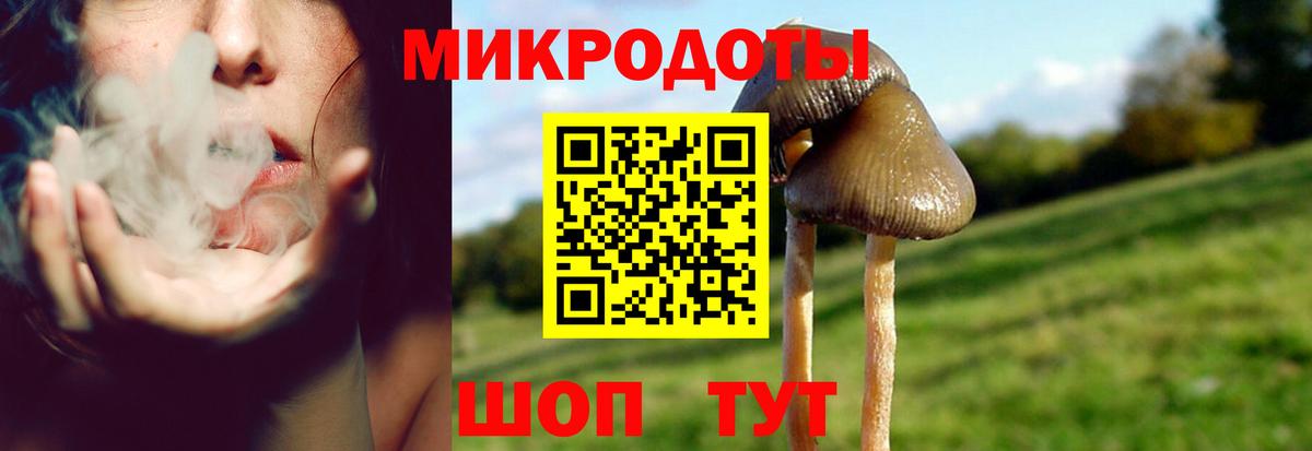 Галлюциногенные грибы Psilocybe Алейск